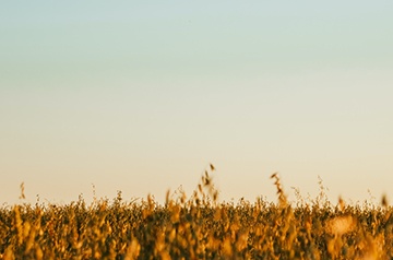 The Rise of Device-Centric Subscription Revenue Thumbnail