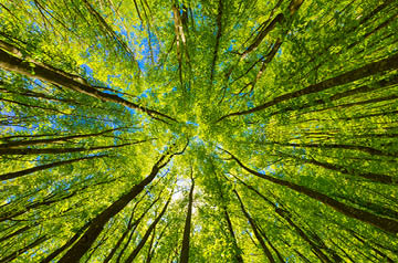 Sunny treetops viewed from the ground