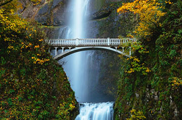 Bridge surrounded by beautiful trees