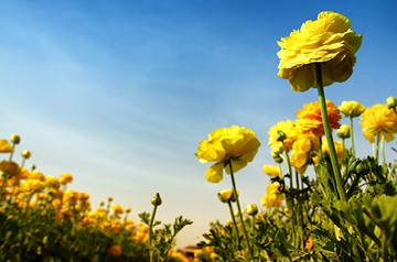 yellow wildflowers