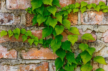 vines growing on brick wall