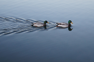 pair of ducks