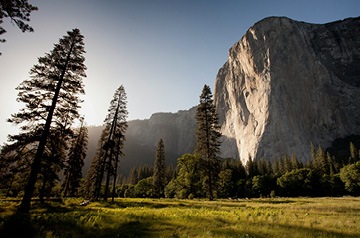 In Yosemite National Park, Looking up from the valley floor at the El Capitan rock formation in early morning light.