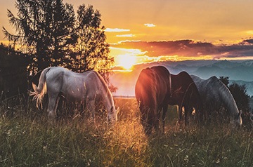 three horses at sunset