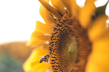 closeup of bee on sunflower