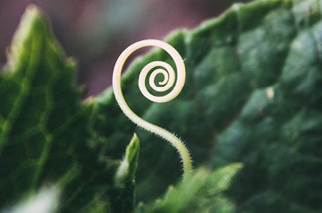 fern frond sprout