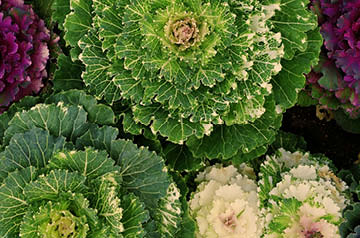 cabbage in garden