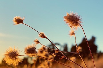 closeup of thistles at sunset