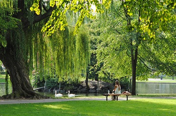park view with bench and ducks