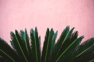 bush, pink wall behind