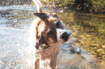 dog shaking off water at river