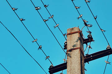 Birds on a wire