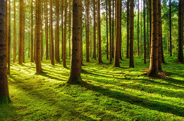 sunlight shining through trees