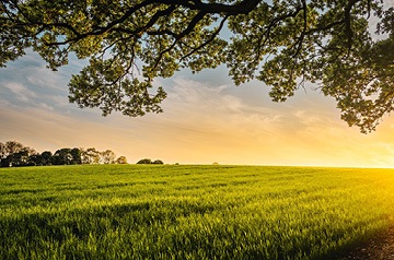 sunset over open field