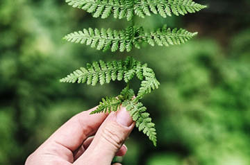 fern