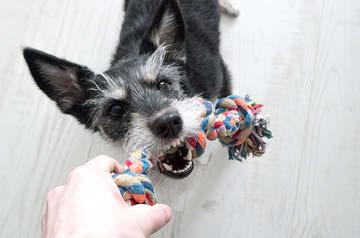 dog playing with rope toy