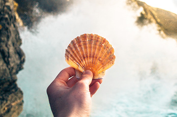 seashell