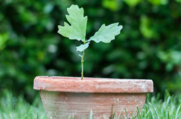 oak tree sprouting from pot