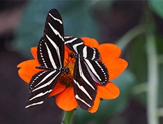 two butterflies on flower