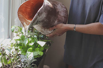 watering houseplants