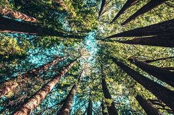 looking skyward through forest canopy