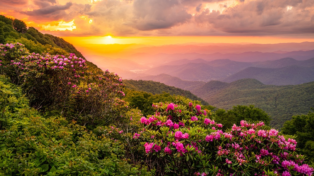 wildflowers, sunset behind