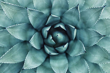 closeup of succulent