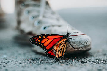 monarch butterfly on shoe