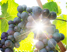 bunch of grapes on vine