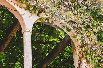 closeup of vines growing over arbor