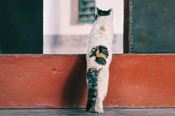 cat sneaking into open door