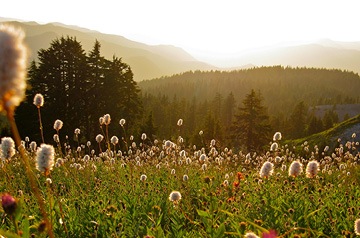 wildflowers at sunset