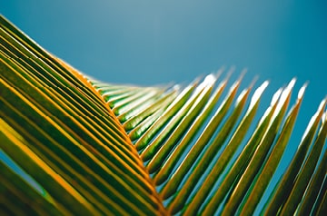 closeup of palm frond
