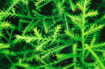 closeup of pine tree