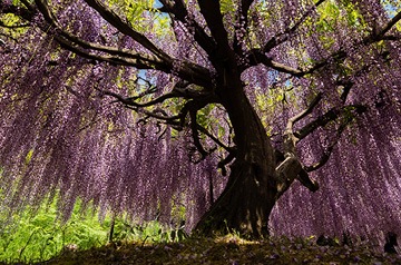 beautiful tree with purple foliage