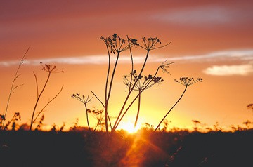 wild foliage at sunset
